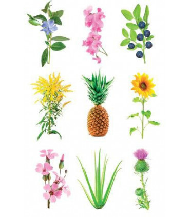 Click & Grow Smart Garden refill Grow Anything 3tk