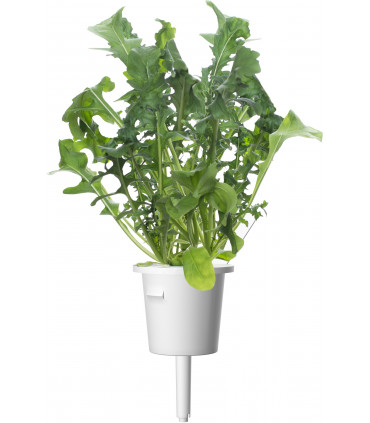 Click & Grow Plant Pod Salad Mix 9tk