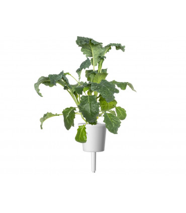 Click & Grow Smart Refill Itaalia lehtkapsas 3tk