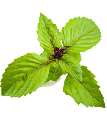 Click & Grow Smart Garden refill Kaneelbasiilik 3tk