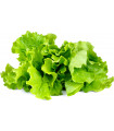 Click&Grow Smart Garden refill Lehtsalat 3tk