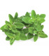 Click & Grow Smart Garden refill Majoraan 3tk