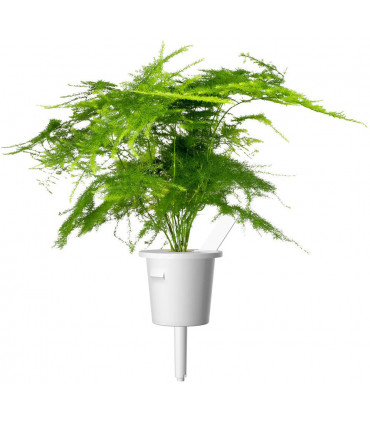 Click & Grow Smart Refill Sulgaspar 3tk