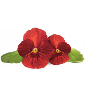 Click & Grow Smart Garden Refill Punane võõrasema 3tk