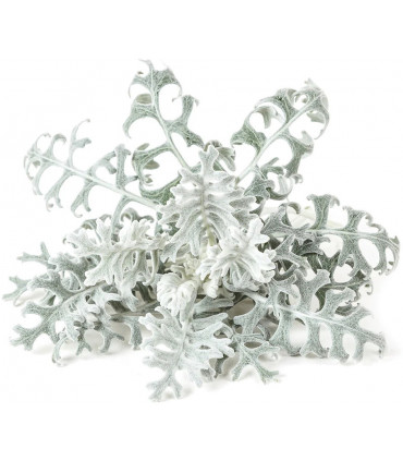 Click & Grow Smart Refill Vilt-ristirohi 3tk