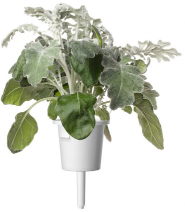 Click & Grow Smart Refill Vilt-ristirohi 3tk