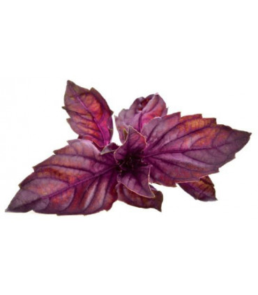 Click & Grow Smart Garden refill Punane basiilik 3tk