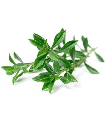 Click & Grow Smart Garden refill Mägi-piparrohi 3tk