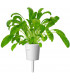 Click & Grow Smart Garden refill Mibuuna 3tk