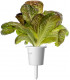 Click & Grow Smart Refill Punane Rooma salat 3tk