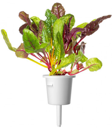 Click & Grow Smart Refill Kirju lehtpeet 3tk