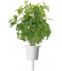 Click & Grow Smart Garden refill Tai basiilik 3tk