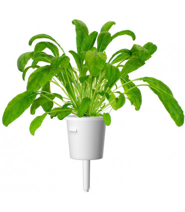 Click & Grow Smart Garden refill Mibuuna 3tk