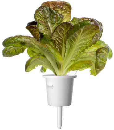 Click & Grow Smart Refill Punane Rooma salat 3tk