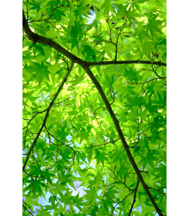 Fujifilm Fujinon XF 18-120mm f/4.0 LM PZ WR objektiiv