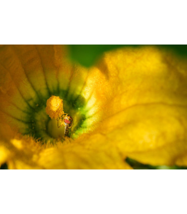 Fujifilm X-H2 kere, must