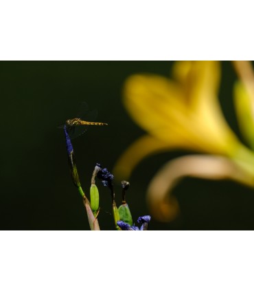 Tamron 150-500mm f/5-6.7 Di III VC VXD objektiiv Fujifilmile