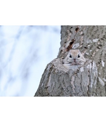 Fujifilm Fujinon XF 150-600mm f/5.6-8 R LM OIS WR objektiiv