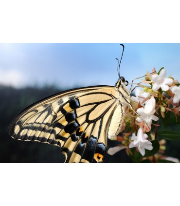 Fujifilm Fujinon XF 30mm f/2.8 R LM WR Macro objektiiv