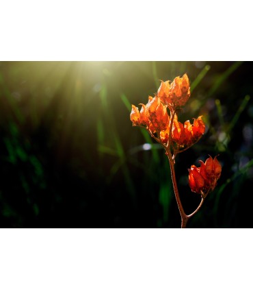 Fujifilm Fujinon XF 30mm f/2.8 R LM WR Macro objektiiv