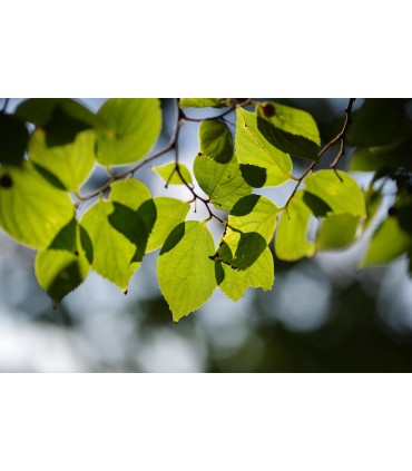 HD Pentax D-FA 100mm f/2.8 Macro ED AW objektiiv, must