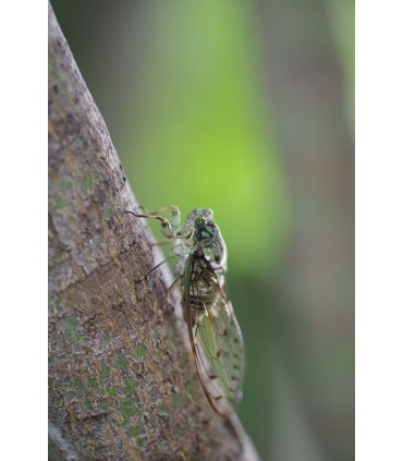 HD Pentax D-FA 100mm f/2.8 Macro ED AW objektiiv, must