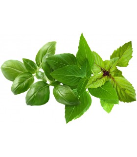 Click & Grow Plant Pod Basil Variety Mix 9tk