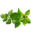 Click & Grow Plant Pod Basil Variety Mix 9tk
