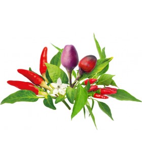 Click & Grow Plant Pod Chilli Pepper Mix 9tk