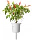Click & Grow Smart Garden refill Punane tšillipipar 3tk