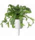 Click & Grow Smart Garden refill Shungiku 3tk
