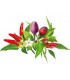 Click & Grow Plant Pod Chilli Pepper Mix 9tk