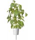 Click & Grow Smart Garden refill Laimbasiilik 3tk