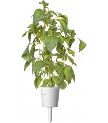 Click & Grow Smart Garden refill Laimbasiilik 3tk