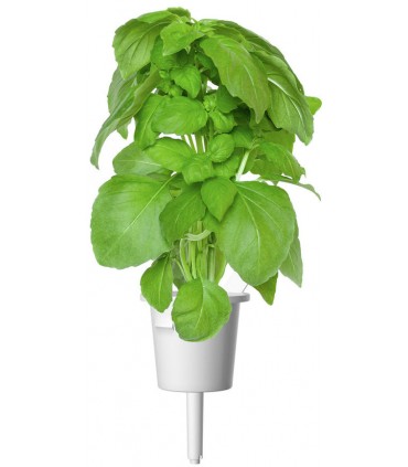 Click & Grow Smart Garden refill Marseille basiilik 3tk
