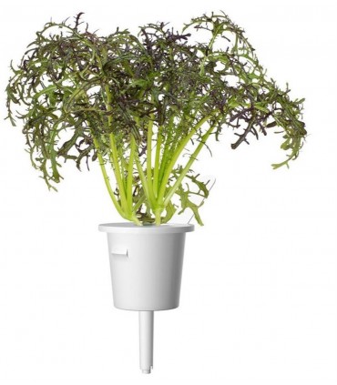 Click & Grow Smart Garden refill Punane sinep 3tk