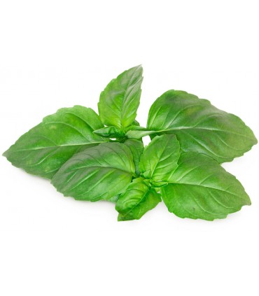Click & Grow Smart Garden refill Marseille basiilik 3tk
