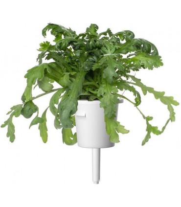 Click & Grow Smart Garden refill Shungiku 3tk