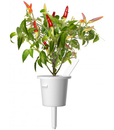 Click & Grow Smart Garden refill Punane tšillipipar 3tk