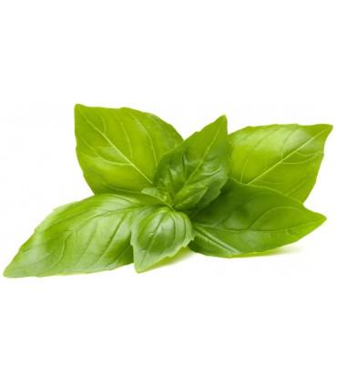 Click & Grow Smart Refill Sidrunbasiilik 3tk