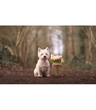 Samyang AF 35-150mm f/2-2.8 FE objektiiv Sonyle