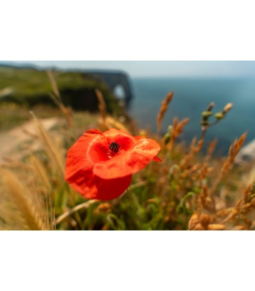 Tamron 17-50mm f/4.0 Di III VXD objektiiv Sonyle