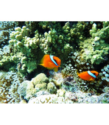 Pentax WG-90, sinine