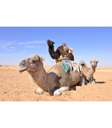 Tamron 28-75mm f/2.8 Di III VXD G2 objektiiv Nikonile