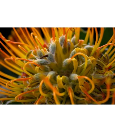 Fujifilm X-T50 + 15-45mm, must