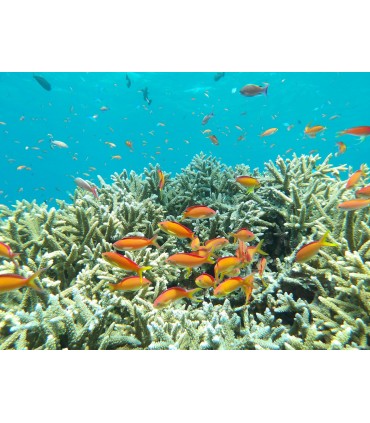 Pentax WG-1000, hall