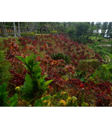 Pentax WG-1000, roheline