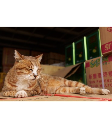 Panasonic Lumix S 28-200mm f/4-7.1 Macro O.I.S. objektiiv