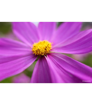 Panasonic Lumix S 28-200mm f/4-7.1 Macro O.I.S. objektiiv