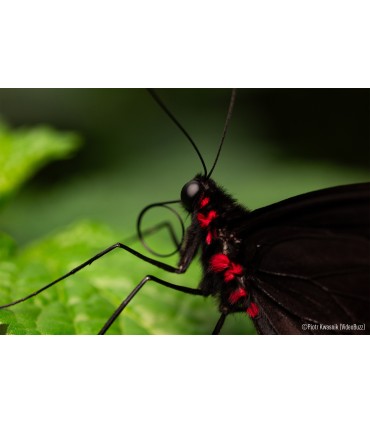 Panasonic Lumix S 100mm f/2.8 Macro objektiiv